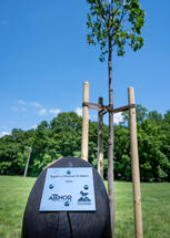 Acting for sustainable cities: ATENOR continues its tree planting program in Budapest